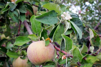 Цветущая яблоня с яблоком на ветке.
