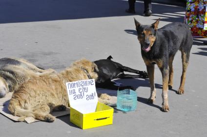Табличка `Помогите на еду` рядом с бездомными собаками.
