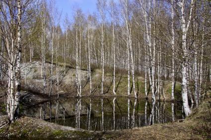 Салаирский кряж. Черневая тайга. Весна.