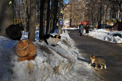 Кошки собрались на сугробе.