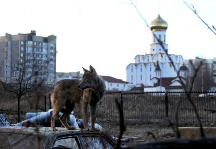 Волк в частном секторе Минска.