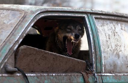 Волк в частном секторе Минска.