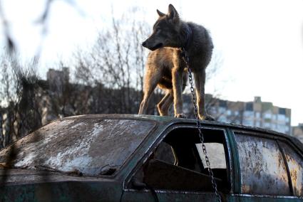 Волк в частном секторе Минска.