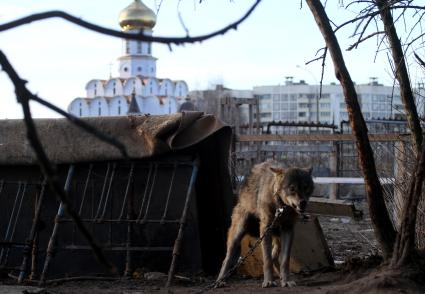 Волк в частном секторе Минска.