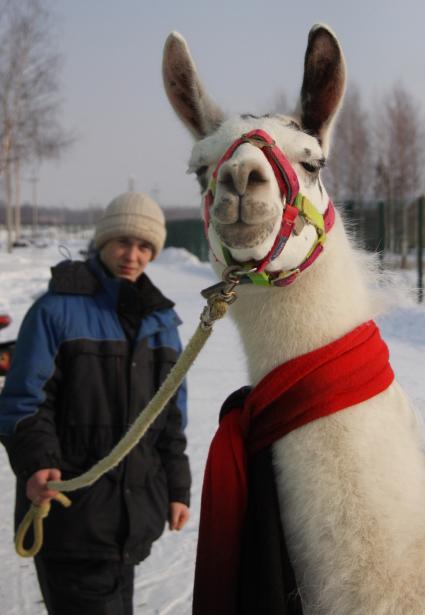 Лама зимой в ярославском зоопарке.