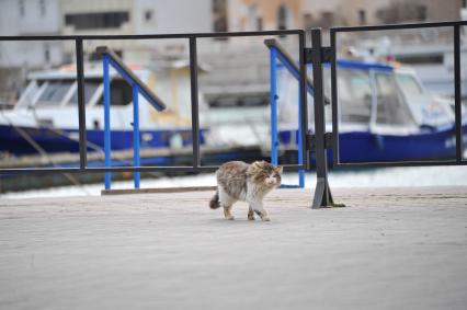 Балаклава. На снимке: бездомный кот гуляет по набережной.