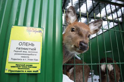 Олень в иркутском зоопарке.