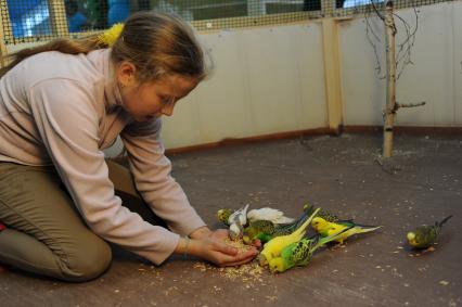 Контактный зоопарк в Теплом Стане. На снимке: девочка кормит волнистого попугая.