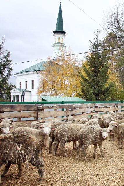 Праздник Курбан-байрам. Загон для баранов перед мечетью.