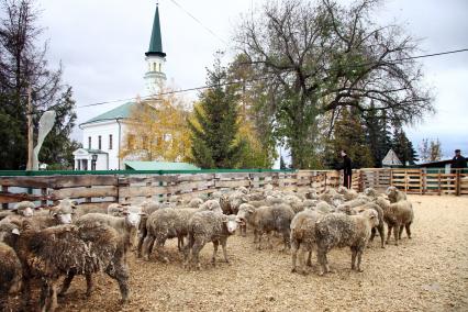 Праздник Курбан-байрам. Загон для баранов перед мечетью.