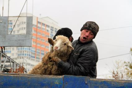 Праздник Курбан-Байрам. Мусульманин выгружает барана из грузовика.