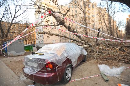 Малые Каменщики дом 6. В результате сильного ветра старое дерево упало на машины. На снимке: один из поврежденных автомобилей за оградительной лентой.