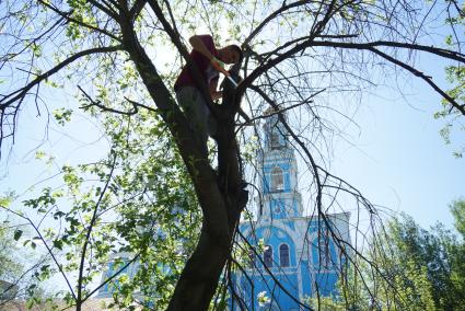 Мужчина стоит высоко на дереве и отпиливает ветку на субботнике в Харитоновском саду в Екатеринбурге