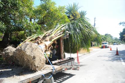 Майами Бич (Miami beach). Рабочие везут пальмы.