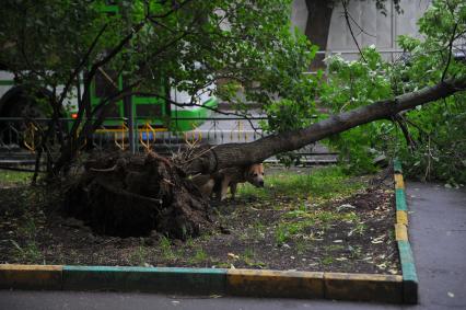 Последствие урагана. На снимке: упавшее дерево