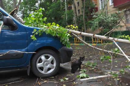 Последствие урагана. На снимке: дерево лежит на автомобиле.