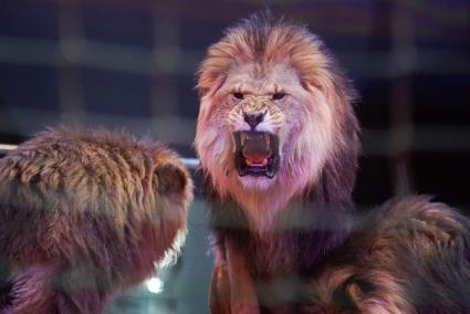 Лев рычит во время выступления в Екатеринбургском цирке в  программе \"Африканские львы\"