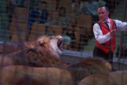 Лев рычит на дрессировщика Владислава Гончарова во время выступления в Екатеринбургском цирке в  программе \"Африканские львы\"