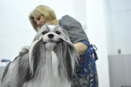 МВЦ `Крокус Экспо`. Международная выставка собак `Евразия 2014`. На снимке: женщина делает прическу собаке.