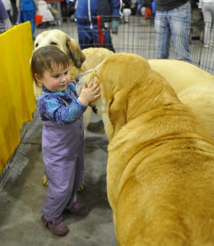 МВЦ `Крокус Экспо`. Международная выставка собак `Евразия 2014`. На снимке: маленькая девочка гладит собаку.