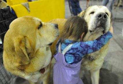 МВЦ `Крокус Экспо`. Международная выставка собак `Евразия 2014`. На снимке: маленькая девочка обнимает собаку