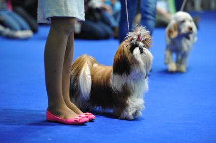 МВЦ `Крокус Экспо`. Международная выставка собак `Евразия 2014`. На снимке: собака породы бивер йорк.