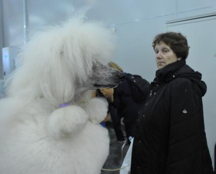 МВЦ `Крокус Экспо`. Международная выставка собак `Евразия 2014`. На снимке: собака породы ризеншнауцер пудель.