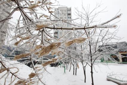 Заморозки в Москве. На снимке: ветки деревьев покрытые льдом.