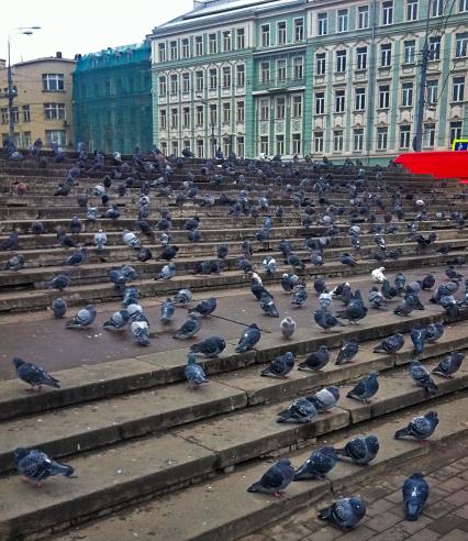 Стая голубей сидит на ступеньках перед библиотекой имени Ленина.