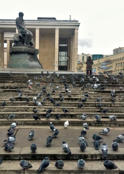 Стая голубей сидит на ступеньках перед библиотекой имени Ленина.