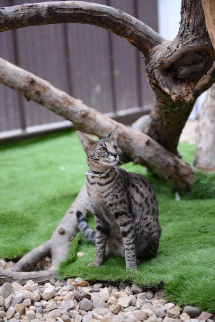 Питомник экзотических кошек `Мурмулет`. На снимке: кошка породы саванна.