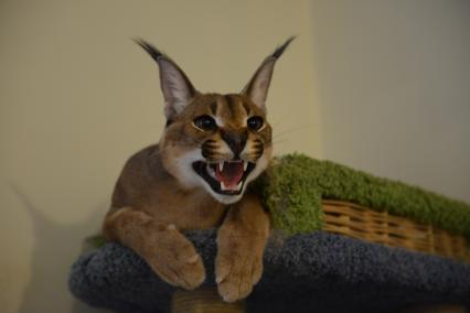 Питомник экзотических кошек `Мурмулет`. На снимке: кошка породы каракал.