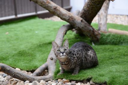 Питомник экзотических кошек `Мурмулет`. На снимке: кошка породы саванна.