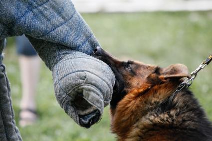 Собака тренируется обезвреживать преступника