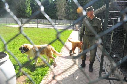 Учебный центр служебного собаководства в Дмитрове. Парад с участием 400 служебных собак, посвященный 90-ой годовщине образования. На снимке: щенок московской сторожевой овчарки в вольере.