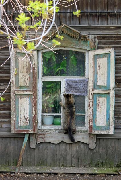Кот лезет через форточку в деревенский дом.