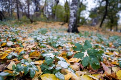 первый снег лежит на траве и опавших желтых листьях