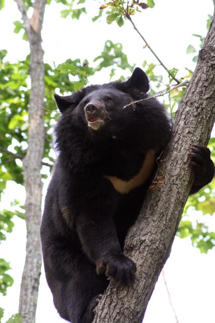 Медведь уссурийский чёрный, белогрудый забрался на дерево.