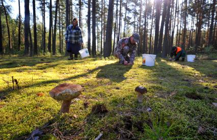 Грибники собирают в лесу грибы.