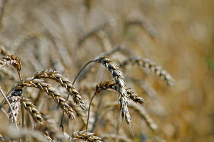 Сбор урожая пшеницы.