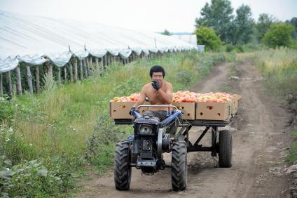 Мужчина с азиатской внешностью на едет на минитракторе с урожаем помидор.