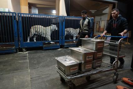 Рабочие везут тележку с контейнерами с едой для белых тигров Сергея Нестерова. Новоя цирковая программа в Екатеринбургском цирке. Сафари цирк.