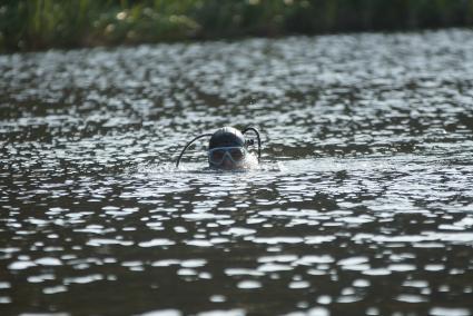 Водолаз в воде ищет во время поиска взрывчатки у плотины Волчихинского водохранилища. антитеррористические учения