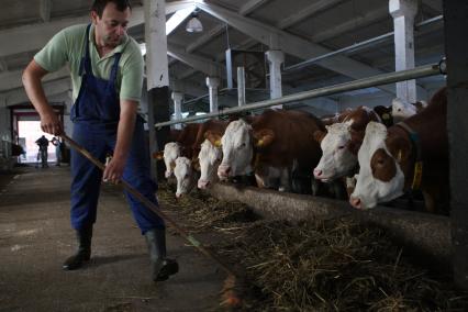 Калининградская область. Частное сельскохозяйственное предприятие. На снимке: фермер подкладывает сено коровам.