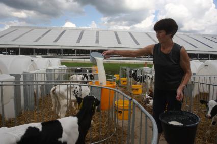 Калининградская область. Частное сельскохозяйственное предприятие. На снимке: женщина наливает телятам молоко.