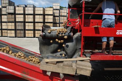 Калининградская область. Частное сельскохозяйственное предприятие. Сбор урожая. На снимке: картофель в приемном бункере.