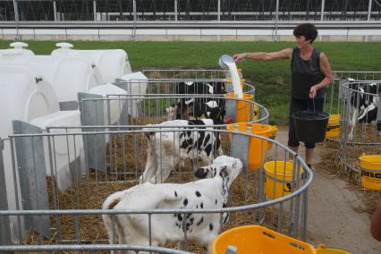 Калининградская область. Частное сельскохозяйственное предприятие. На снимке: женщина наливает телятам молоко.