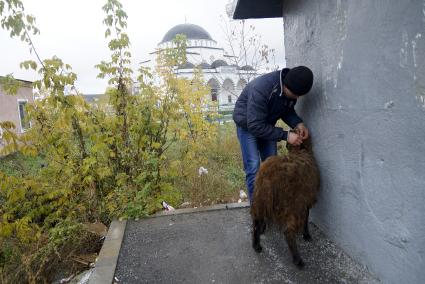 Мусульманин держит жертвенного барана после утренней молитвы в день праздника жертвоприношения Курбан-байрам у Медной мечети имени имама Исмаила аль-Бухари в городе Верхняя Пышма