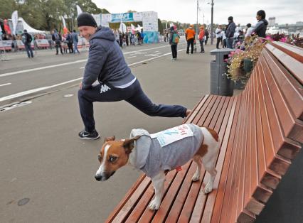 Собака на скамейке в парке Горького во время благотворительного забега.