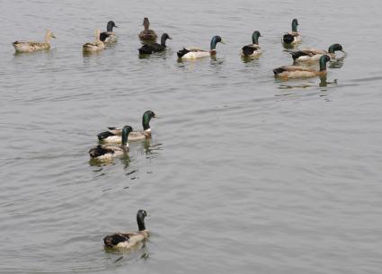 Музей-заповедник `Царицыно`. На снимке: утки в пруду.